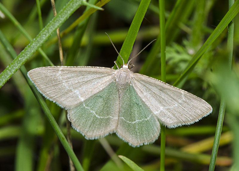 Geometridae: Chlorissa cloraria